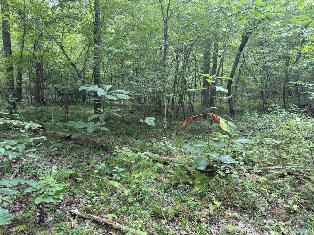 206+ Acres Bordering Tye River WMA – A Hunter’s Paradise