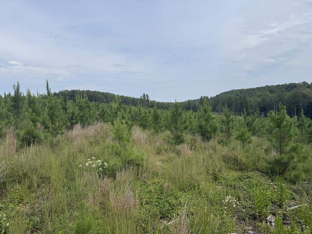 206+ Acres Bordering Tye River WMA – A Hunter’s Paradise