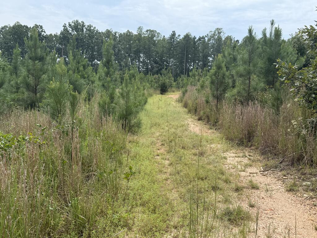 206+ Acres Bordering Tye River WMA – A Hunter’s Paradise