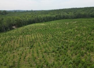 206+ Acres Bordering Tye River WMA – A Hunter’s Paradise