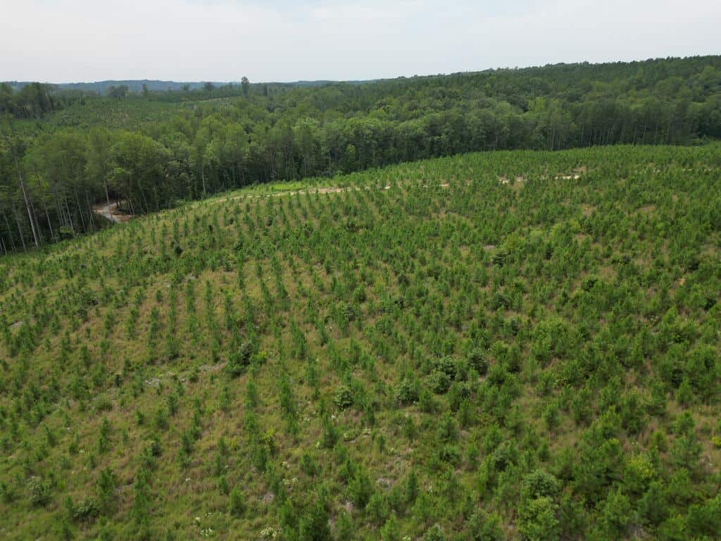 206+ Acres Bordering Tye River WMA – A Hunter’s Paradise