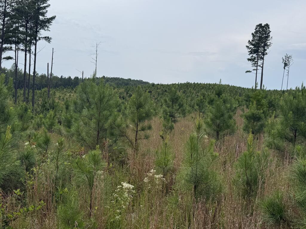 206+ Acres Bordering Tye River WMA – A Hunter’s Paradise