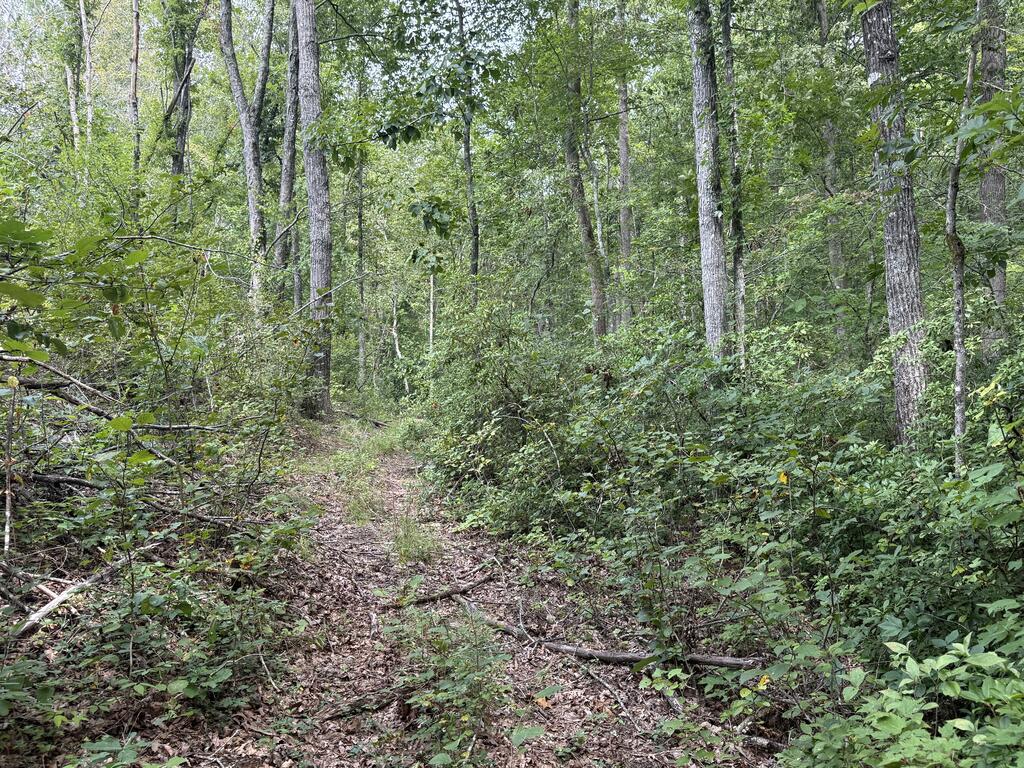 206+ Acres Bordering Tye River WMA – A Hunter’s Paradise