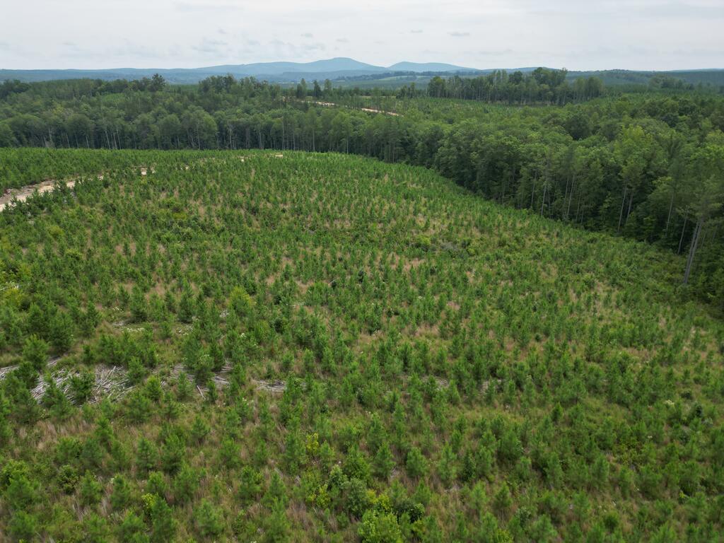206+ Acres Bordering Tye River WMA – A Hunter’s Paradise