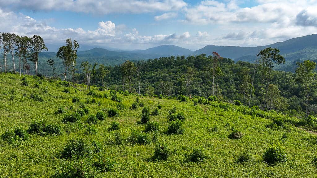 176 Acres of Prime Hunting & Mountain Recreation
