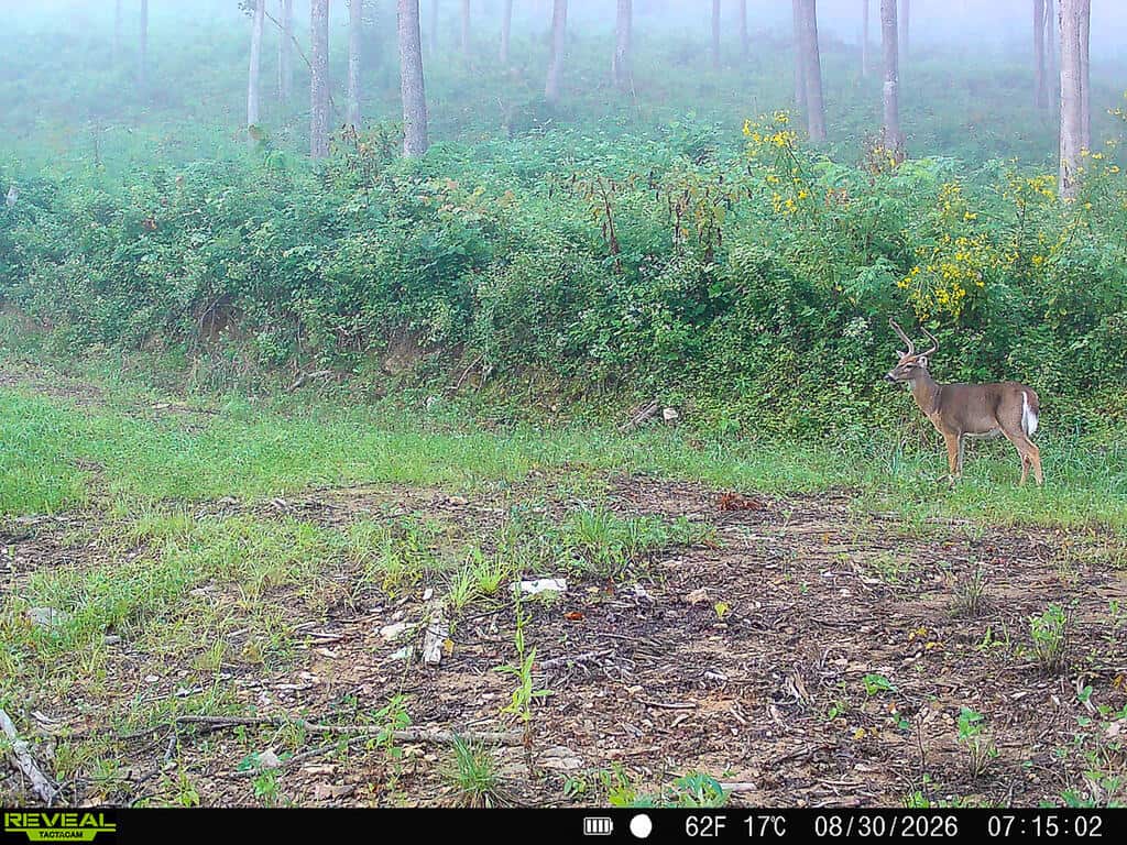 176 Acres of Prime Hunting & Mountain Recreation