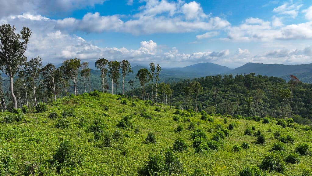176 Acres of Prime Hunting & Mountain Recreation