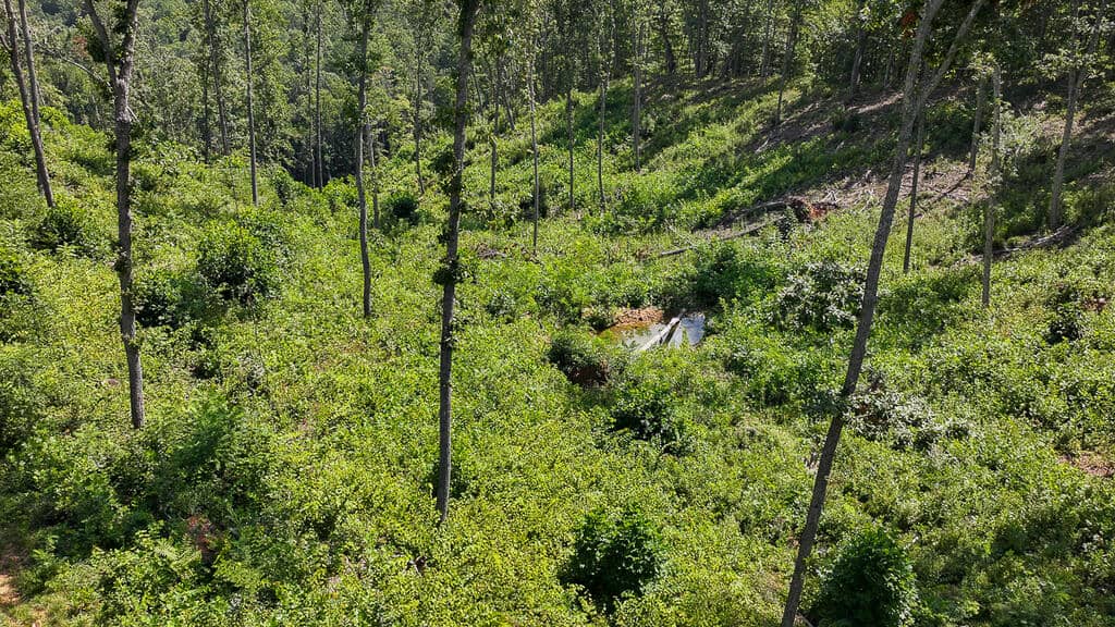 176 Acres of Prime Hunting & Mountain Recreation