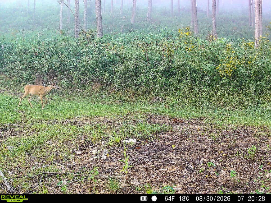 176 Acres of Prime Hunting & Mountain Recreation