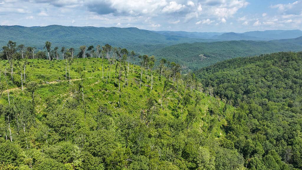 176 Acres of Prime Hunting & Mountain Recreation