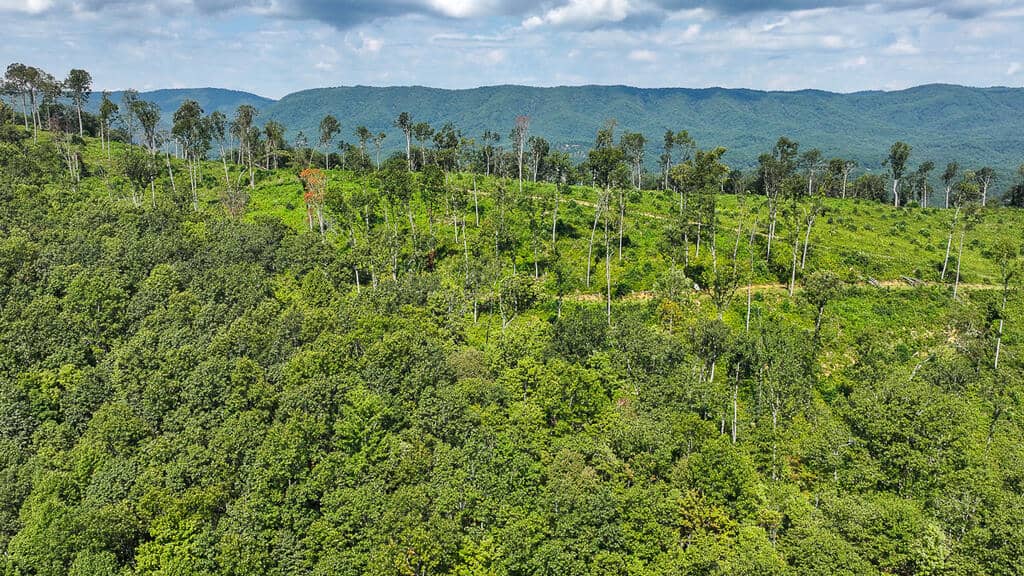 176 Acres of Prime Hunting & Mountain Recreation