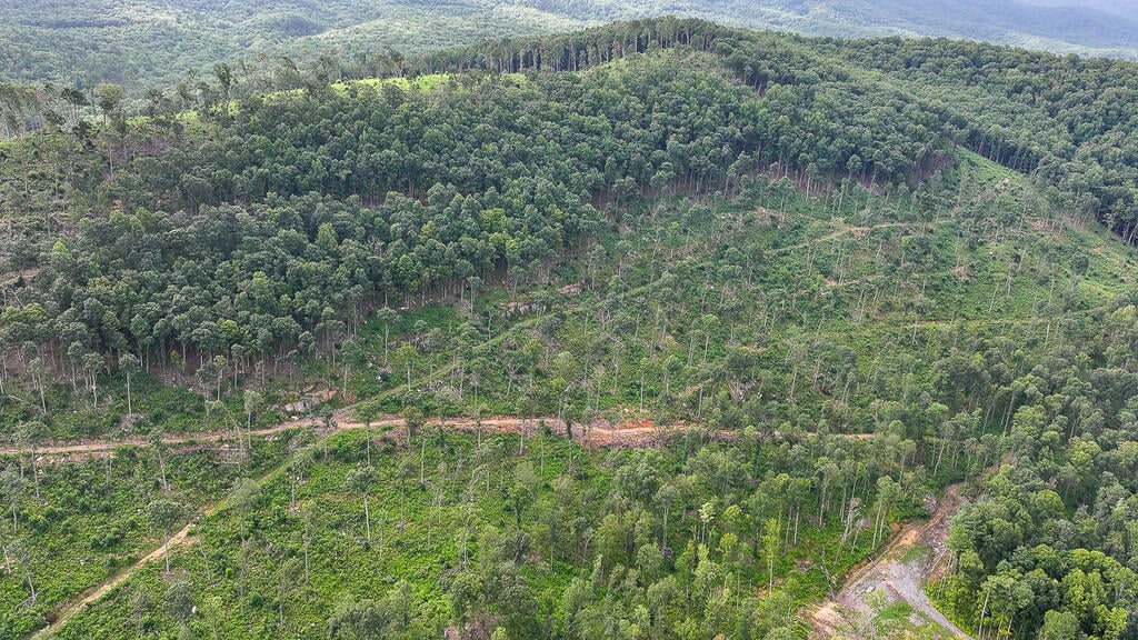 176 Acres of Prime Hunting & Mountain Recreation
