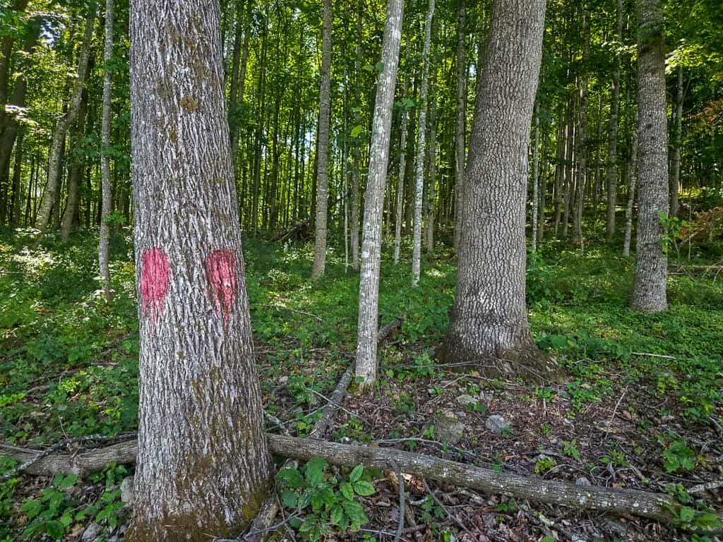 176 Acres of Prime Hunting & Mountain Recreation