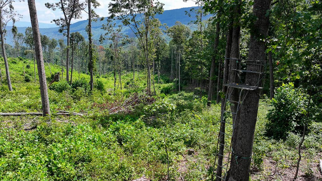 176 Acres of Prime Hunting & Mountain Recreation
