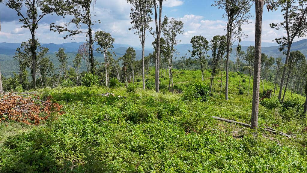 176 Acres of Prime Hunting & Mountain Recreation