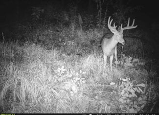 176 Acres of Prime Hunting & Mountain Recreation