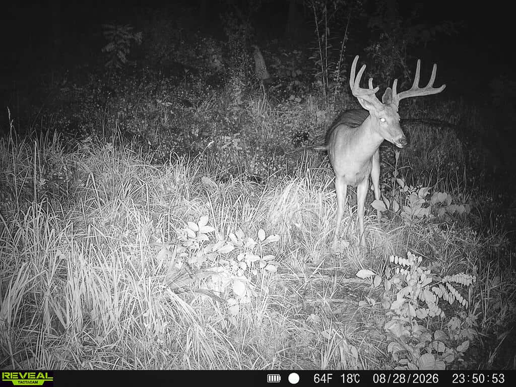 176 Acres of Prime Hunting & Mountain Recreation