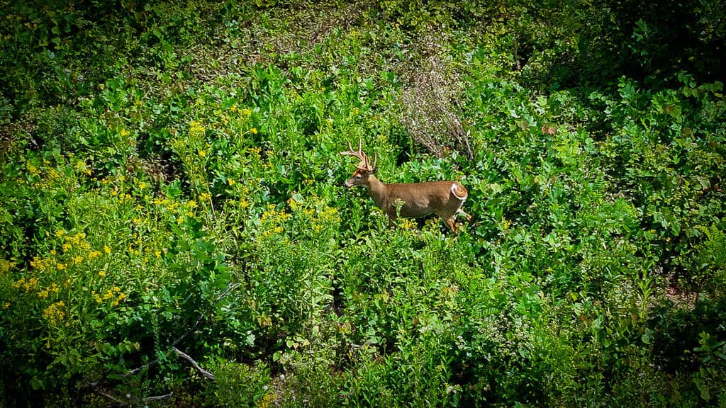 176 Acres of Prime Hunting & Mountain Recreation