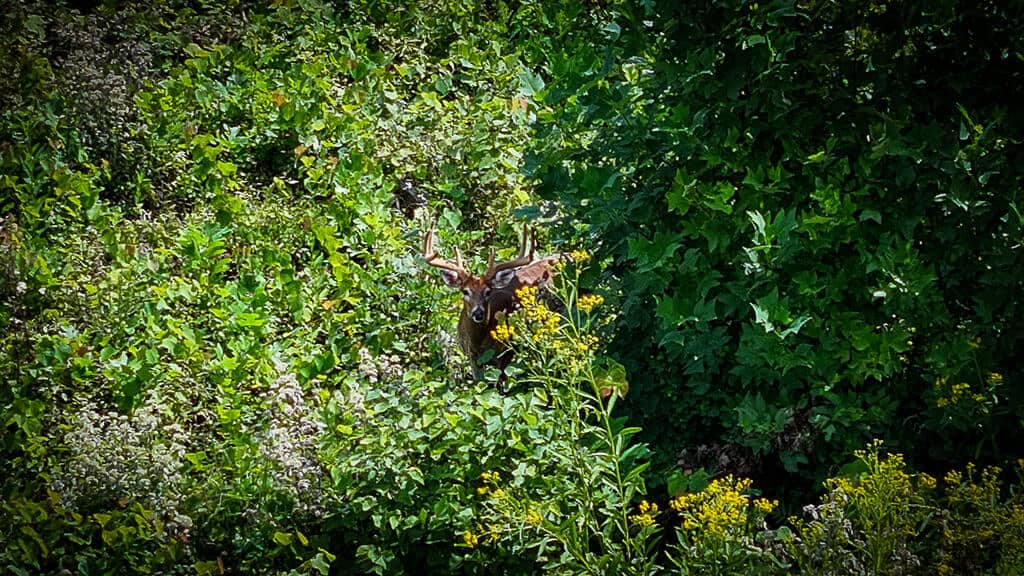 176 Acres of Prime Hunting & Mountain Recreation