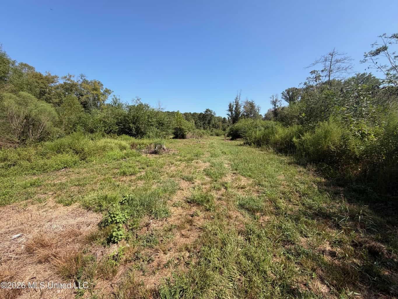 76 Acres of Hunting Land in Raleigh, MS, Smith County
