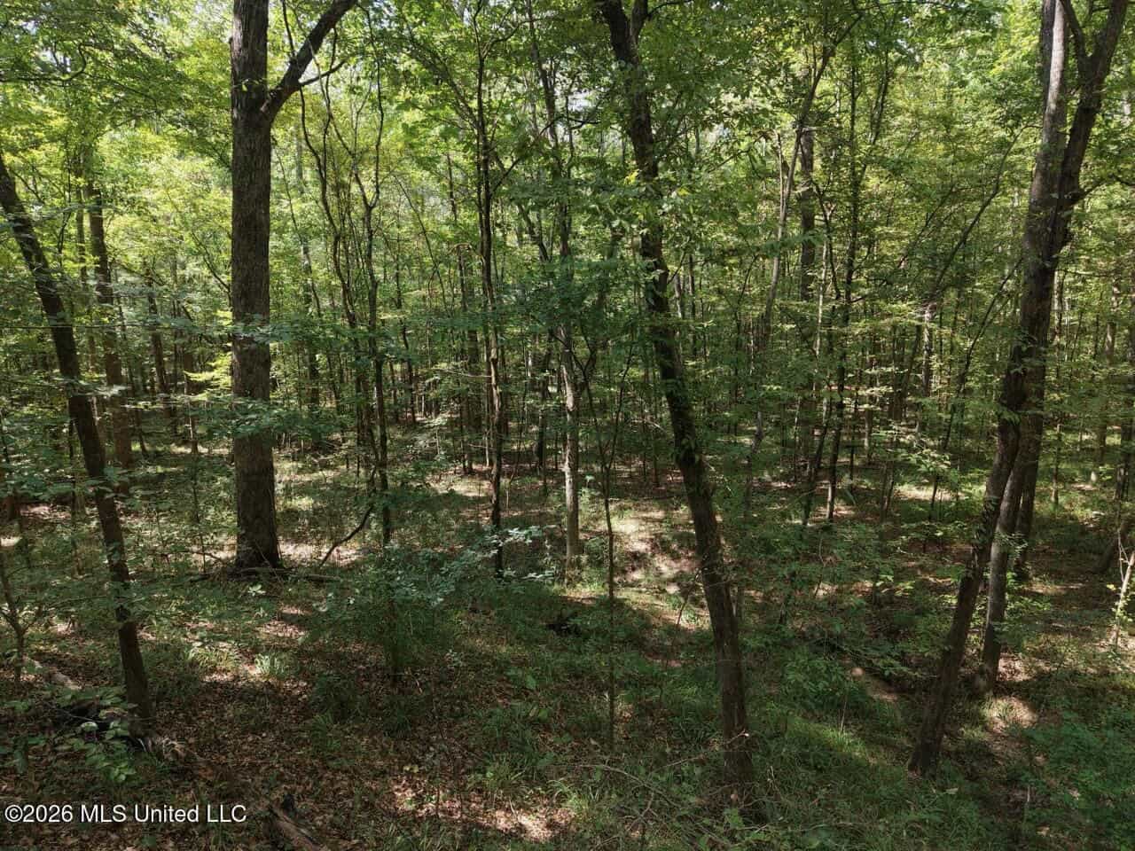 200± Acre Hunting Property in Jefferson County, MS