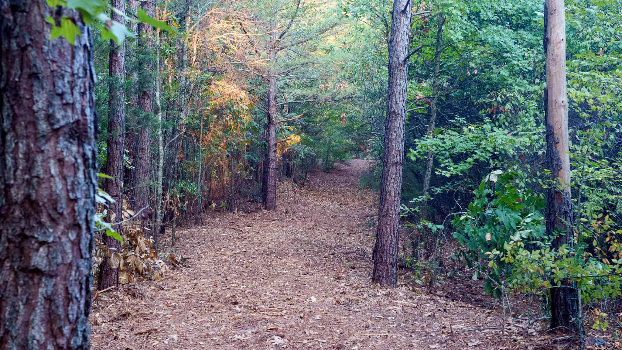 Tyler Texas Hunting Property for Sale 141 ± Acres East of Dallas