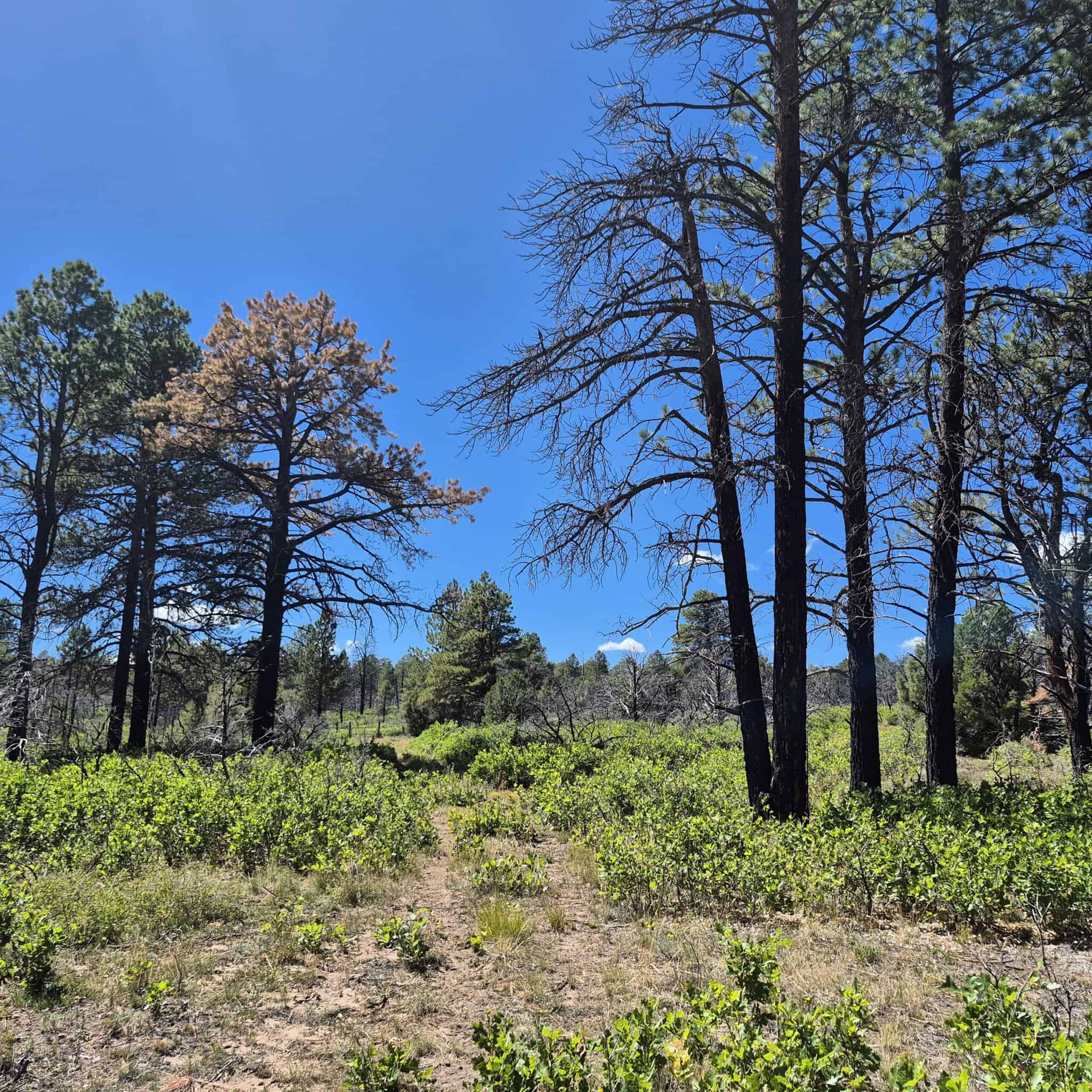 Colorado Hunting Land For Sale
