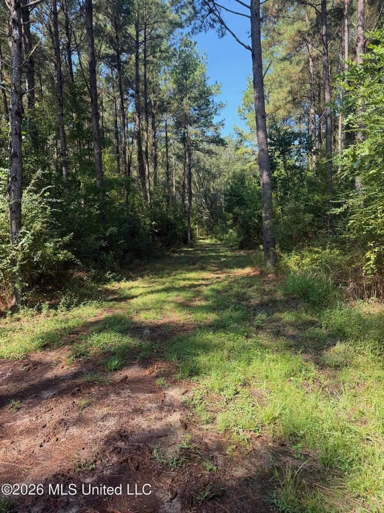 52 Acres Hunting & Timberland in Raleigh, MS