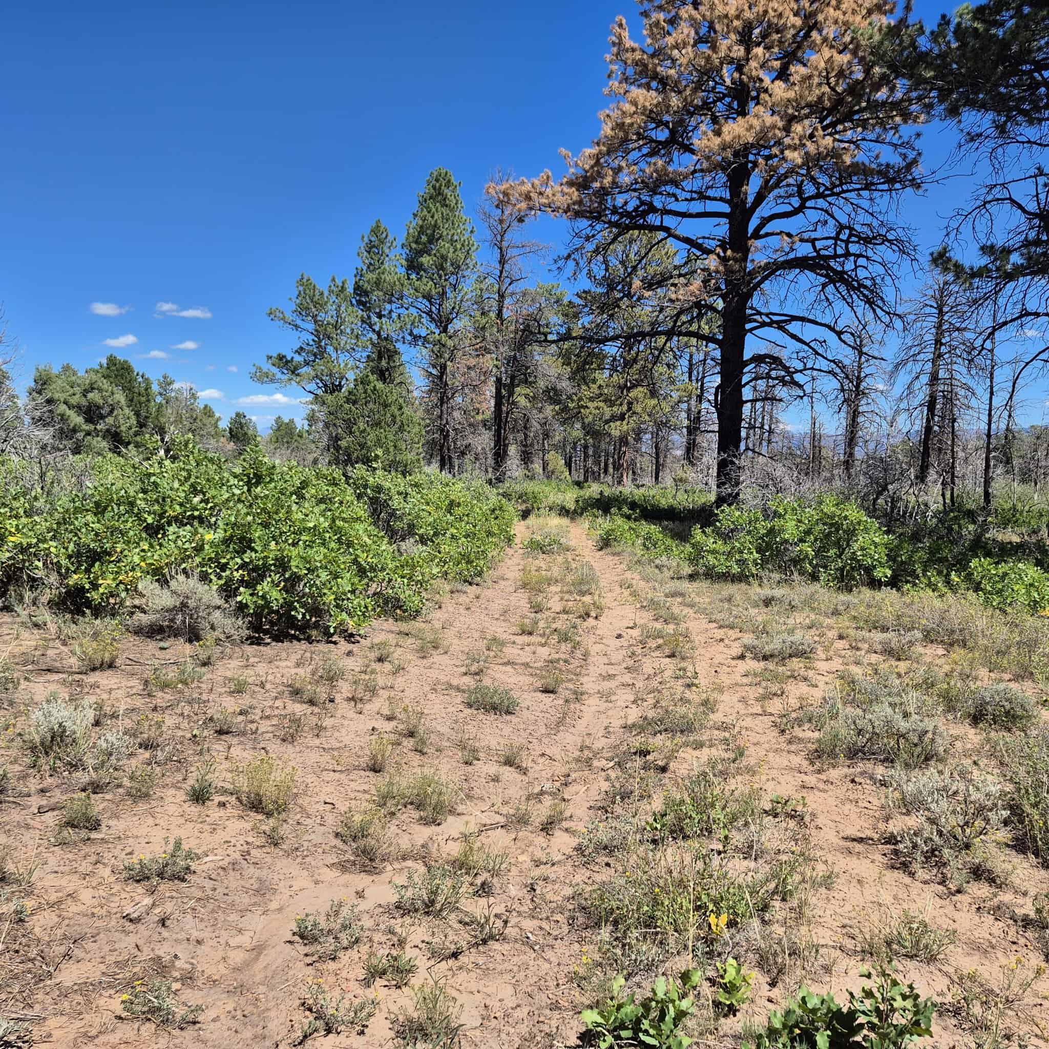 Colorado Hunting Land For Sale