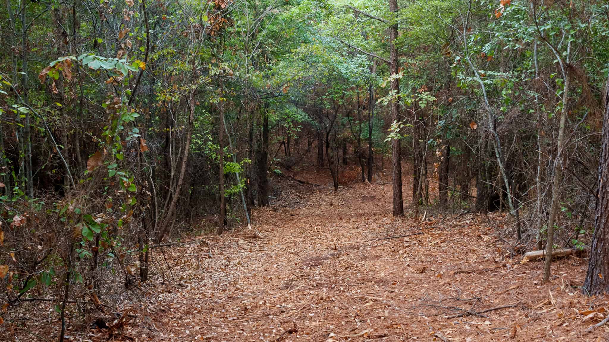 Tyler Texas Hunting Property for Sale 141 ± Acres East of Dallas