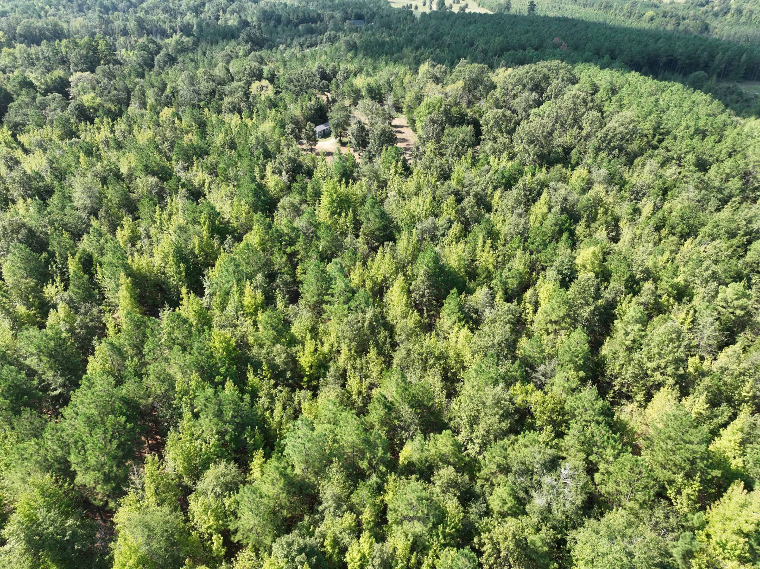 ±16.71 Acres in Linden TX | Land For Sale with Cabin & Power