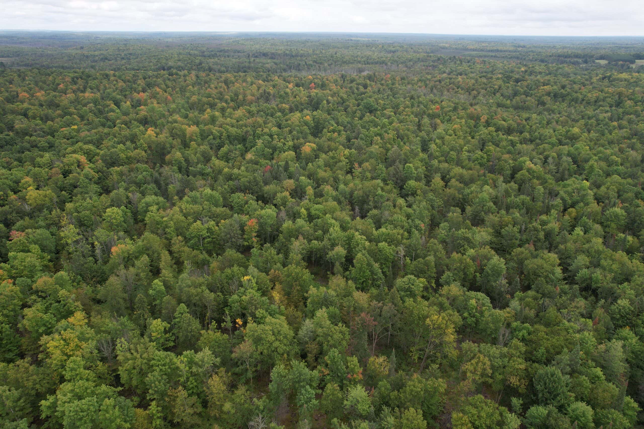 40± Wooded Acres For Sale Near Wisconsin National Forest