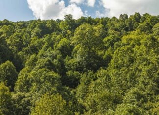 89.608 Acres | Claiborne County, TN | Adjoins Cumberland Trail – Auction