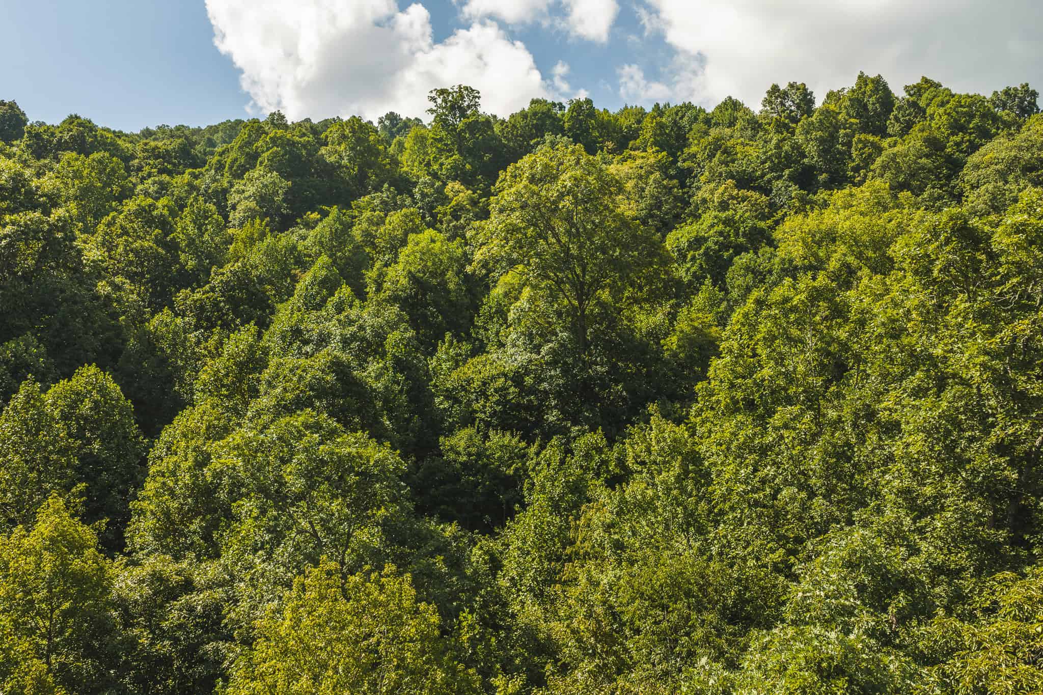 89.608 Acres | Claiborne County, TN | Adjoins Cumberland Trail – Auction
