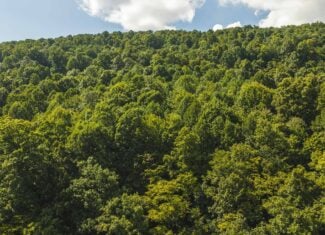 89.608 Acres | Claiborne County, TN | Adjoins Cumberland Trail – Auction