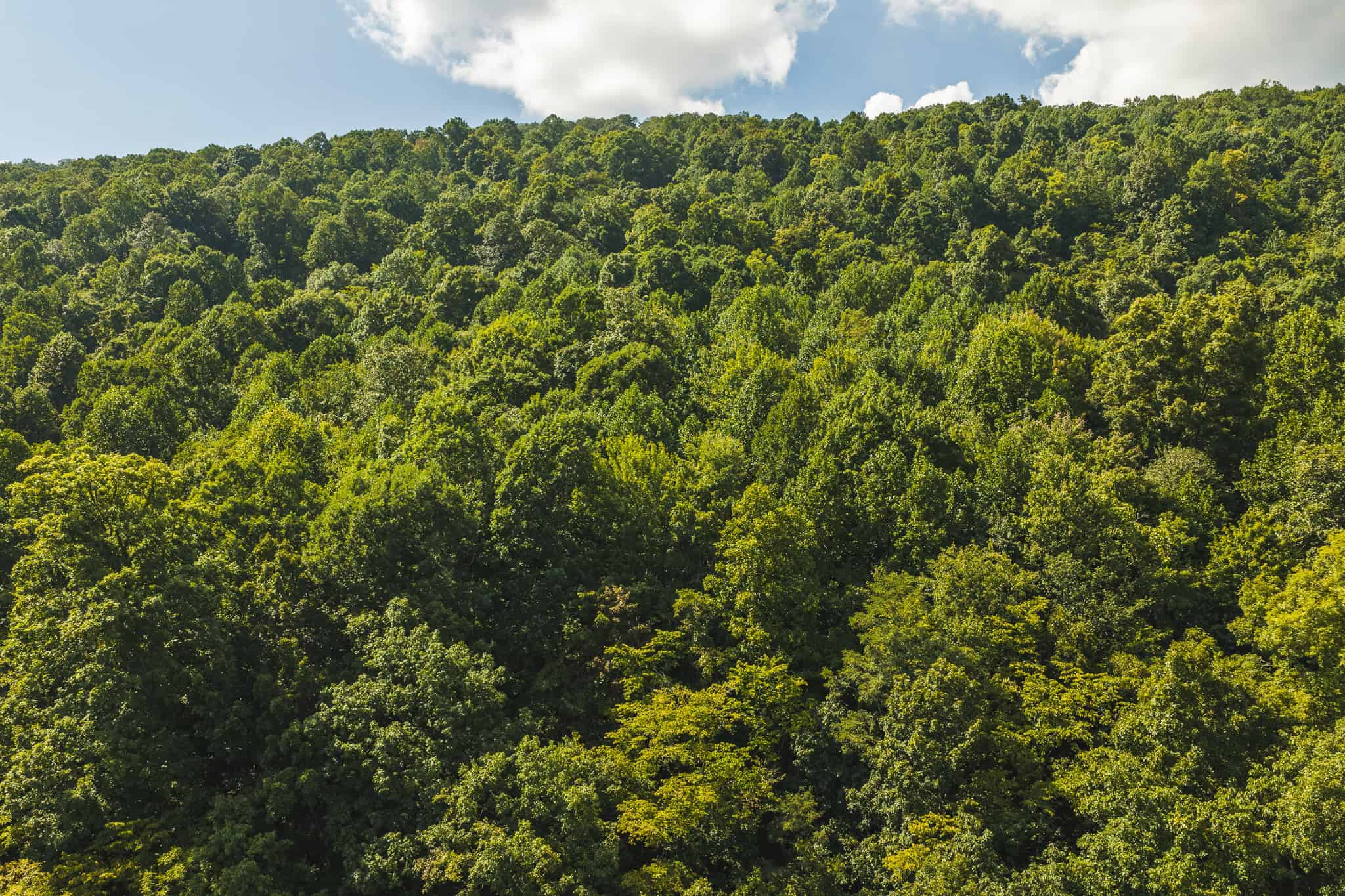 89.608 Acres | Claiborne County, TN | Adjoins Cumberland Trail – Auction