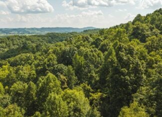 89.608 Acres | Claiborne County, TN | Adjoins Cumberland Trail – Auction