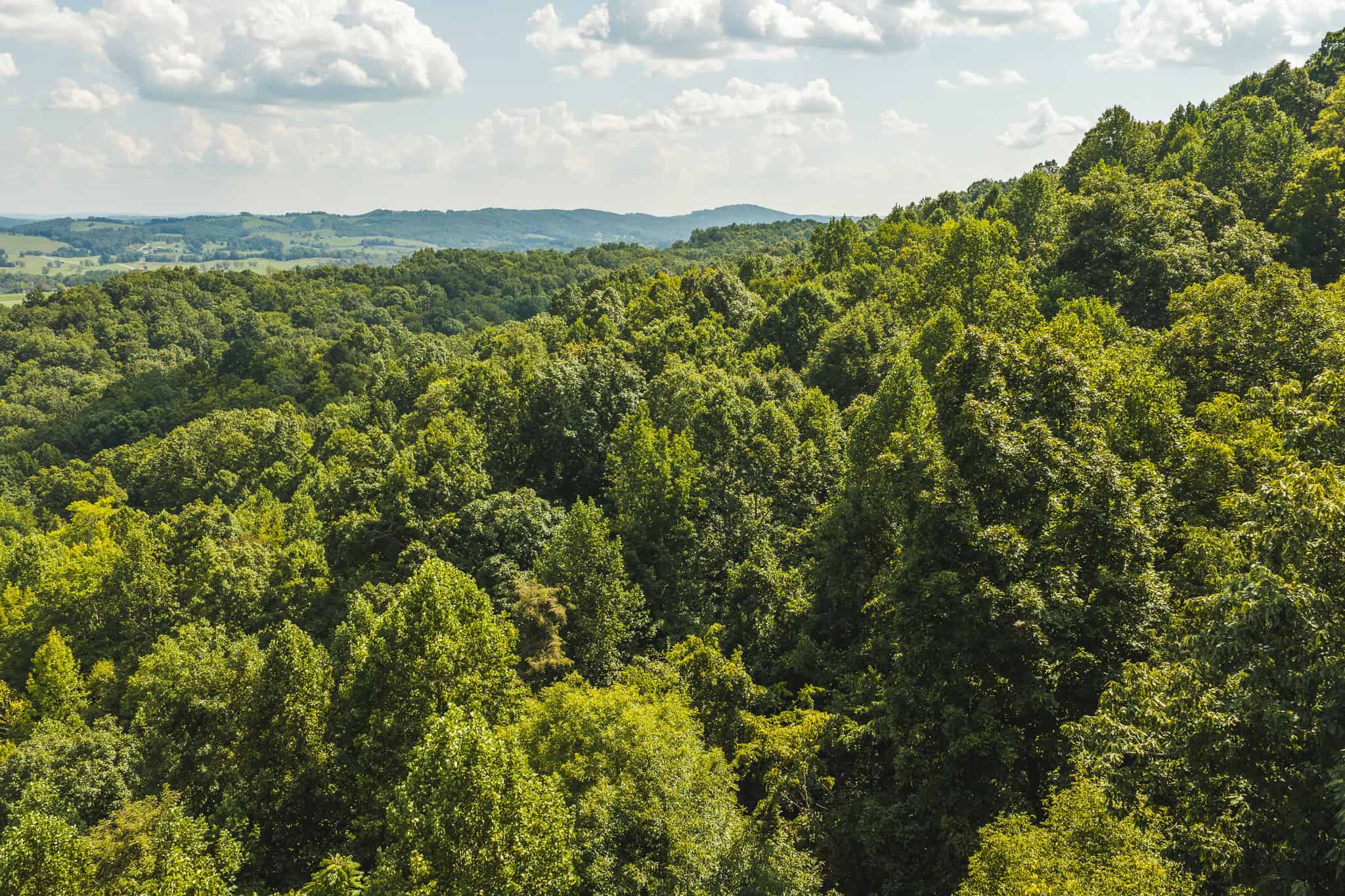 89.608 Acres | Claiborne County, TN | Adjoins Cumberland Trail – Auction