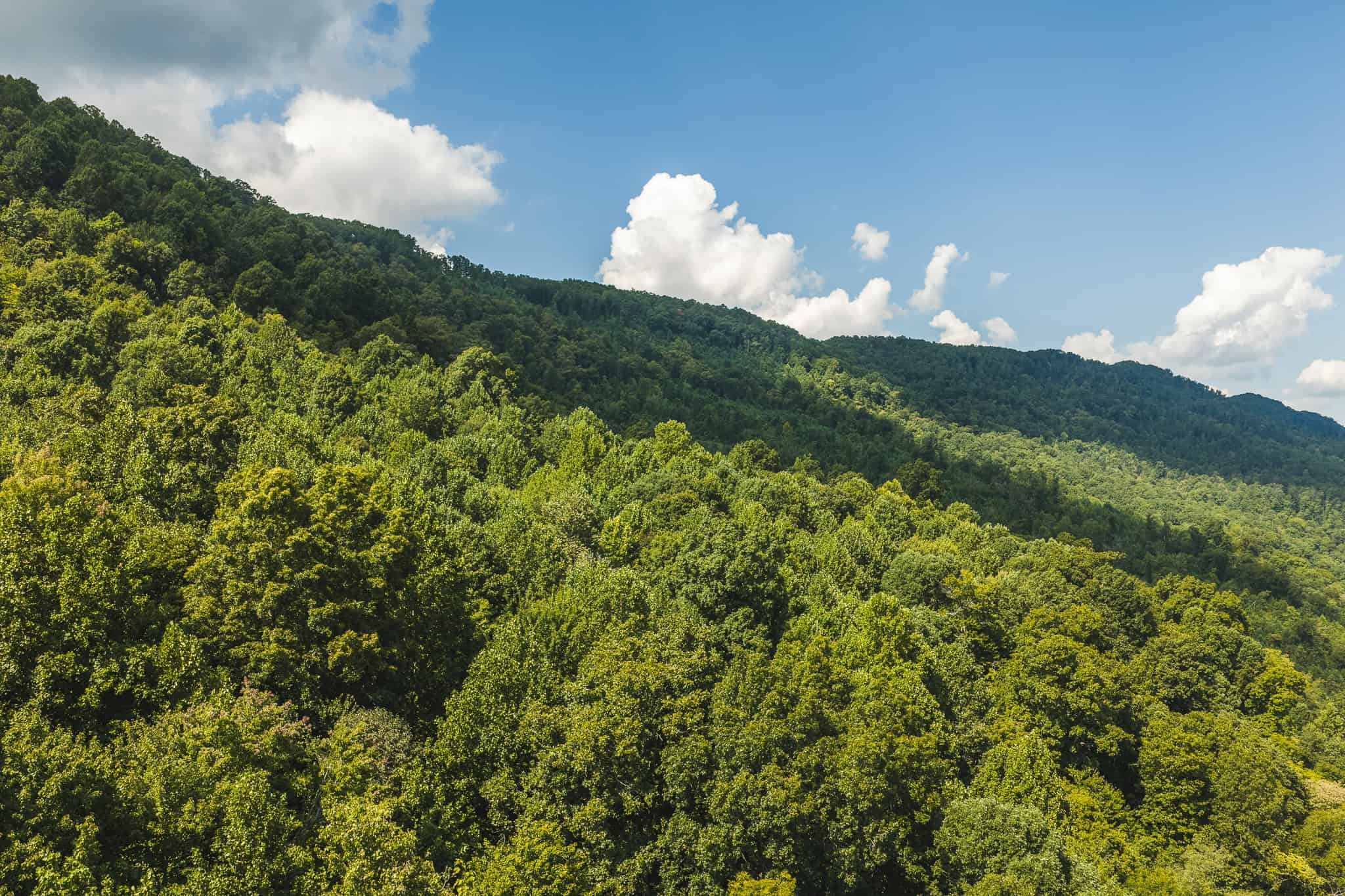 89.608 Acres | Claiborne County, TN | Adjoins Cumberland Trail – Auction