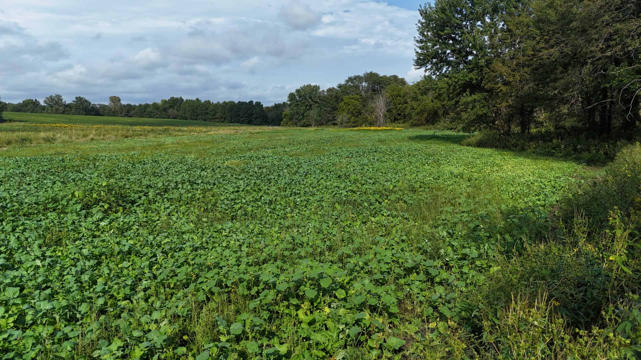 153+/- Acres — Lucas County, Iowa