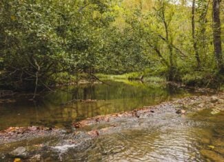 Auction-East Tennessee Hunting Land-Hawkins County-Creek Springs