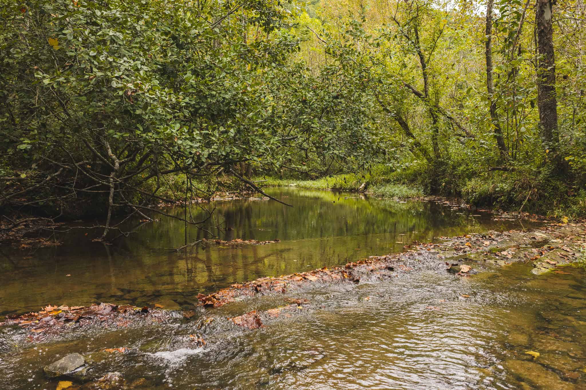 Auction-East Tennessee Hunting Land-Hawkins County-Creek Springs