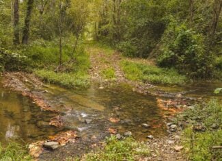 Auction-East Tennessee Hunting Land-Hawkins County-Creek Springs