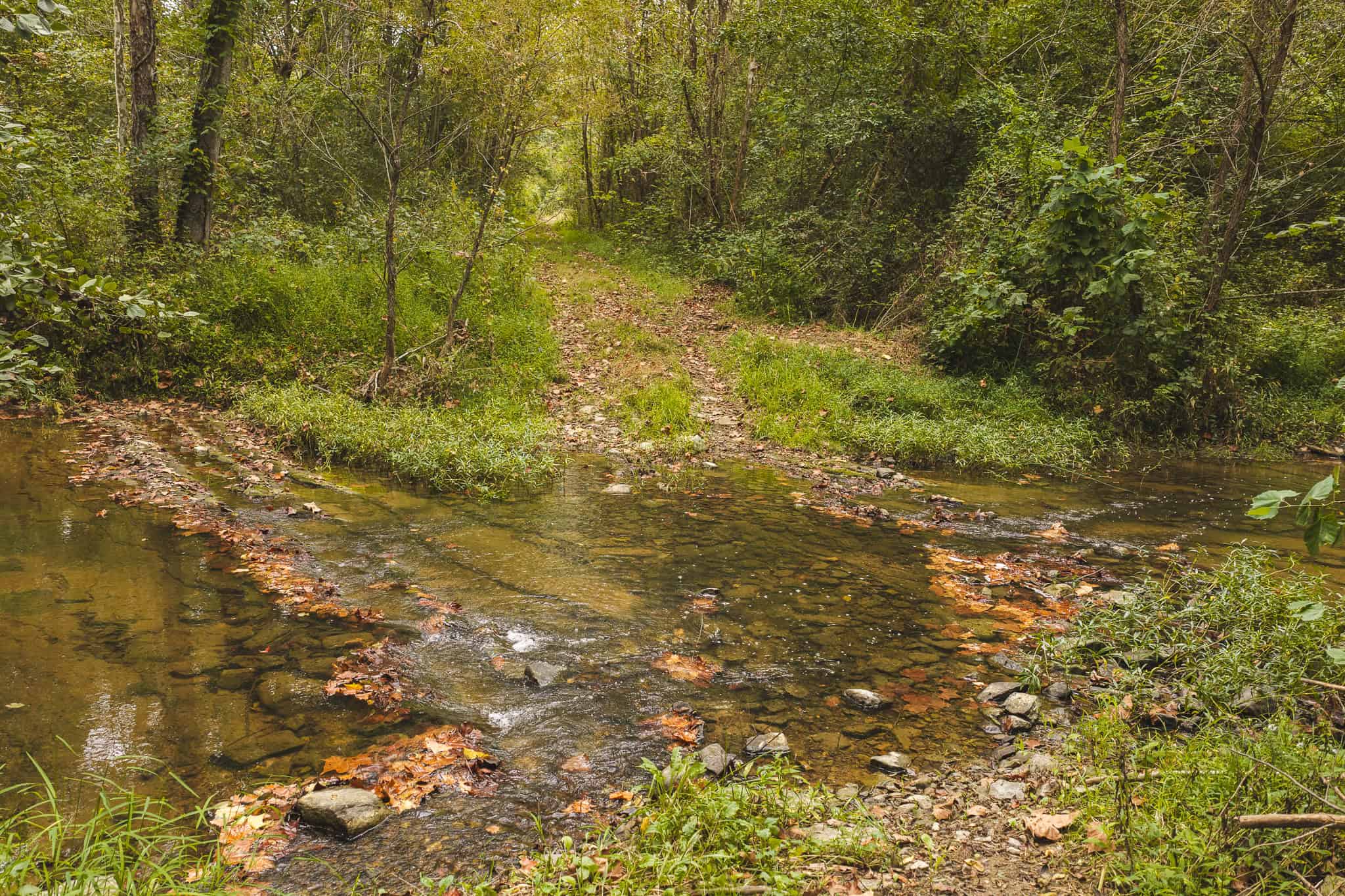 Auction-East Tennessee Hunting Land-Hawkins County-Creek Springs