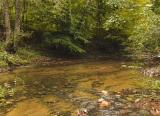 Auction-East Tennessee Hunting Land-Hawkins County-Creek Springs