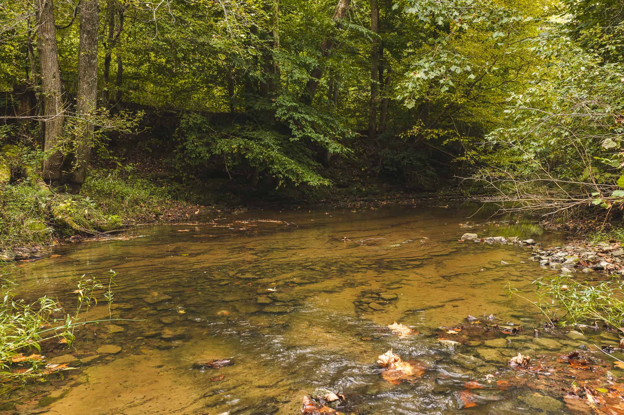 Auction-East Tennessee Hunting Land-Hawkins County-Creek Springs
