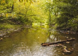 Auction-East Tennessee Hunting Land-Hawkins County-Creek Springs