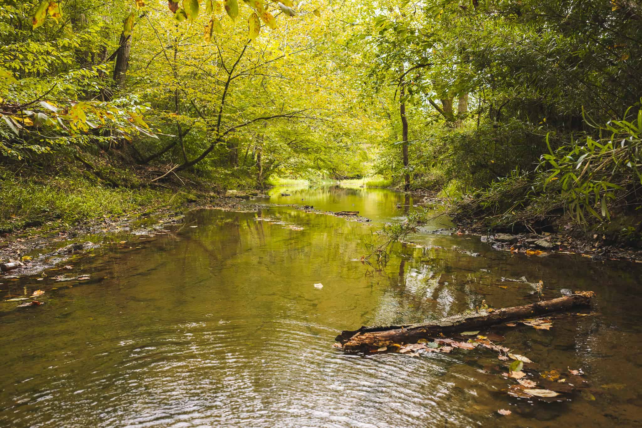 Auction-East Tennessee Hunting Land-Hawkins County-Creek Springs