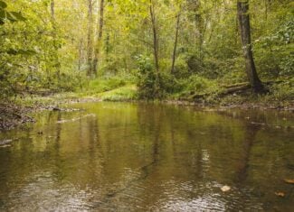Auction-East Tennessee Hunting Land-Hawkins County-Creek Springs