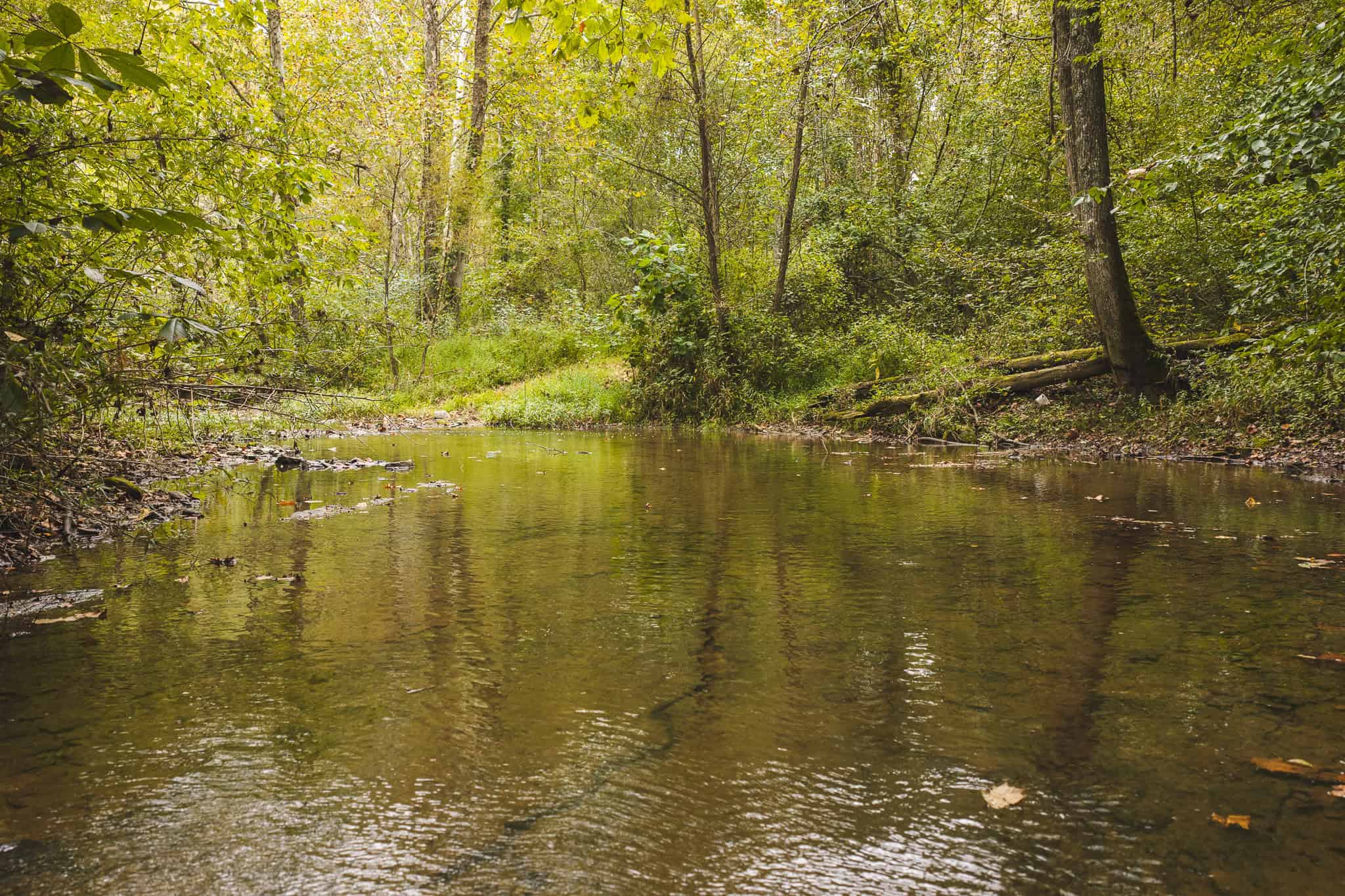 Auction-East Tennessee Hunting Land-Hawkins County-Creek Springs